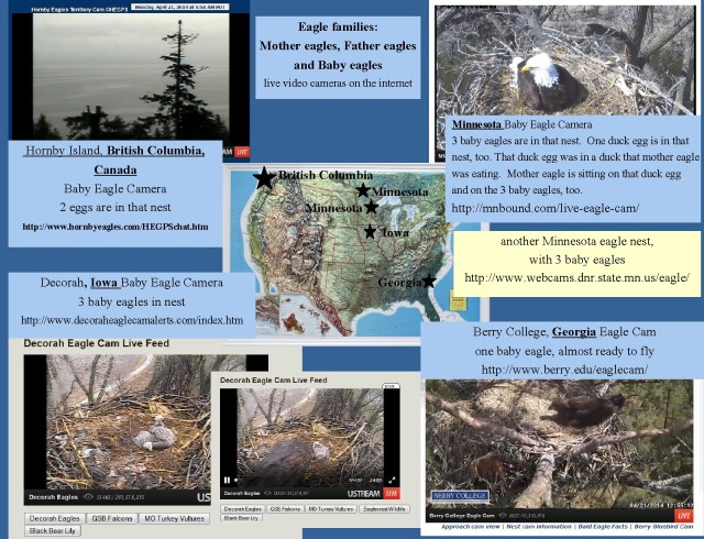 eagles nests locations etc